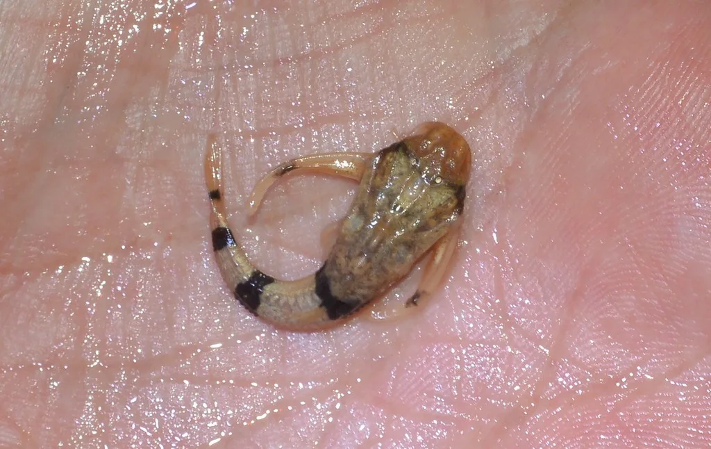 Ernstichthys megistus 的物种图片