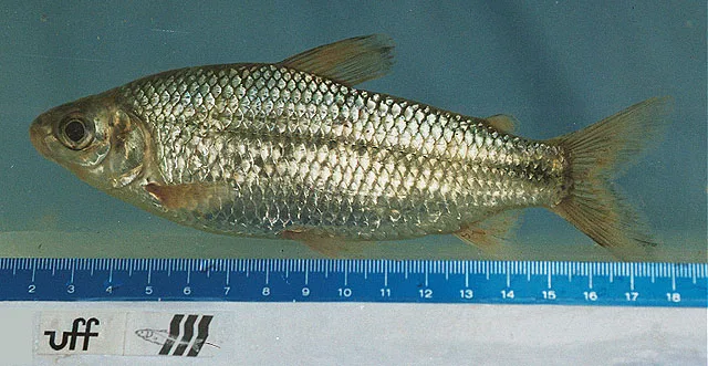 Cyphocharax gilbert 的物种图片