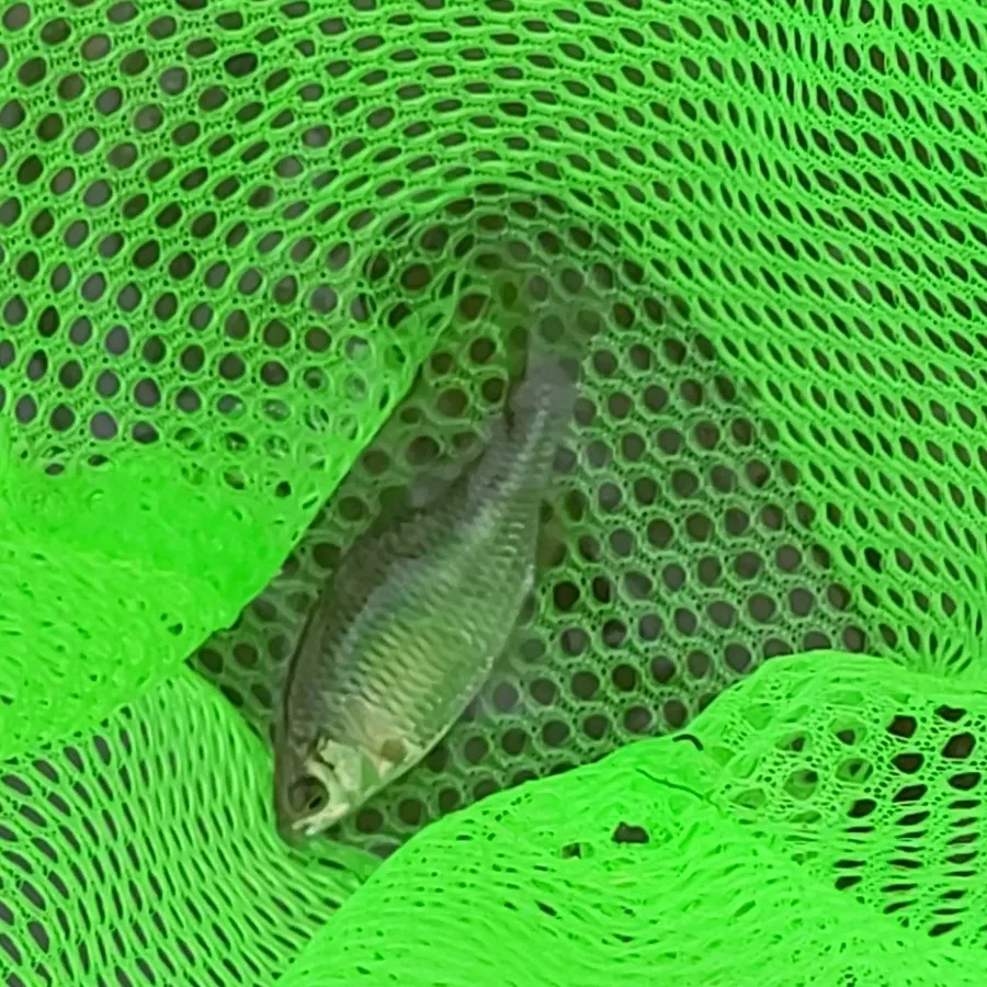 bitterling (Rhodeus amurensis)