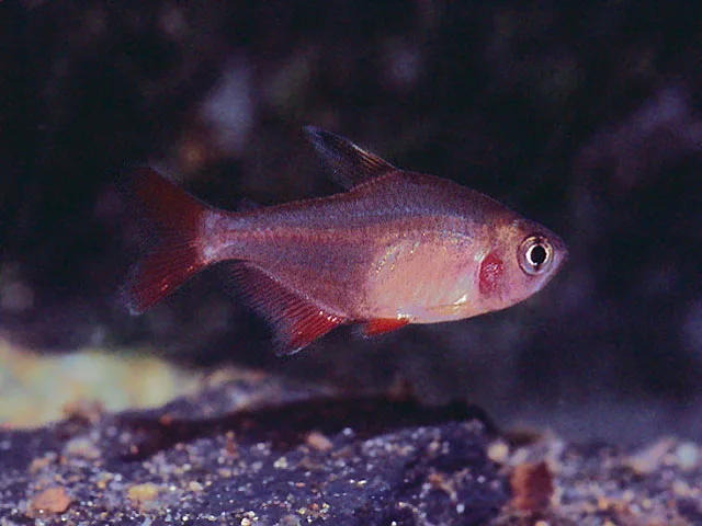 Megalamphodus micropterus