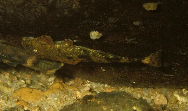 Krone's flat suckermouth catfish (Harttia kronei)
