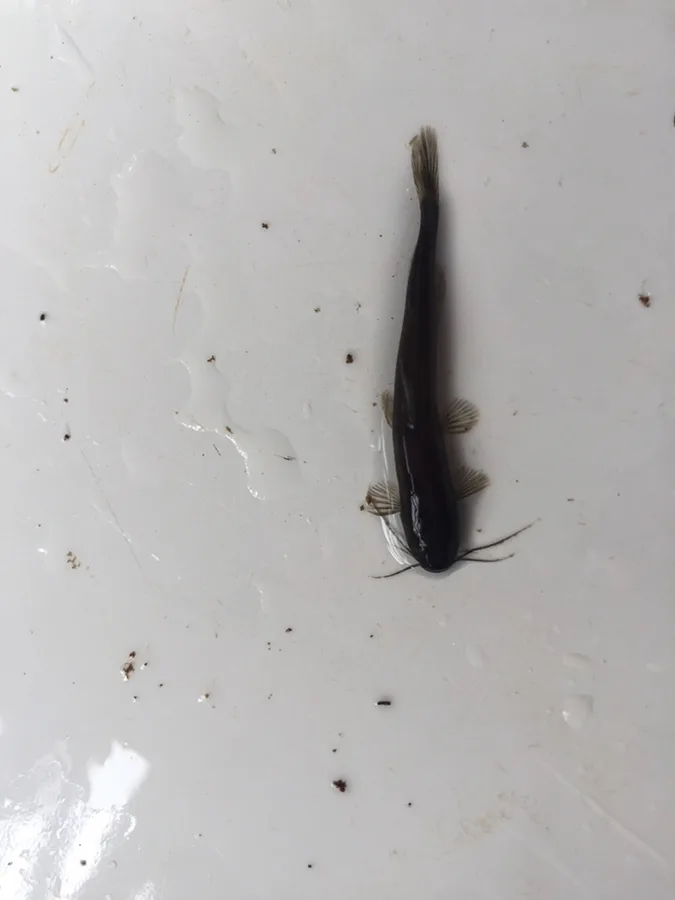 Phenacorhamdia nigrolineata 的物种图片