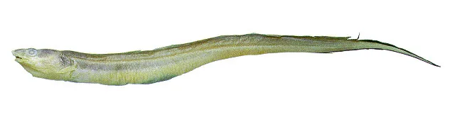 bullish conger (Bathycongrus bullisi)