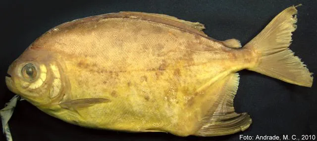 Green Pacu (Utiaritichthys longidorsalis)