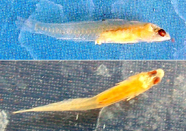 Awaous fluviatilis