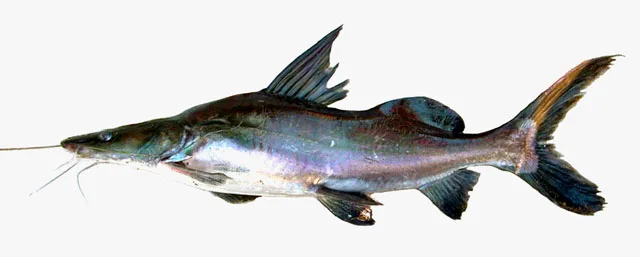 Sperata acicularis 的物种图片