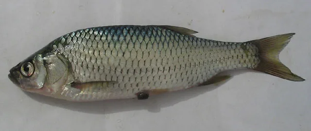 Tiber rudd (Scardinius scardafa)