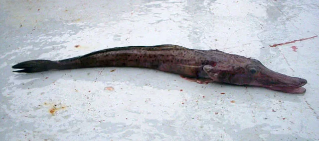 Parachaenichthys georgianus 的物种图片
