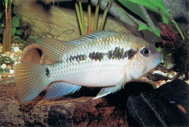 Banded Acara (Bujurquina peregrinabunda)