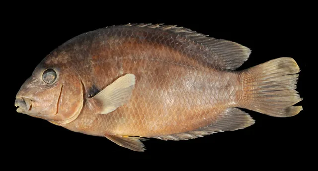 Red-banded Madagascar cichlid (Paretroplus loisellei)