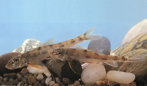 Gobiobotia longibarba