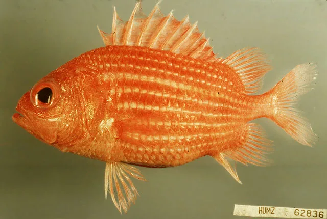 Highfin soldierfish (Ostichthys hypsipterygion)