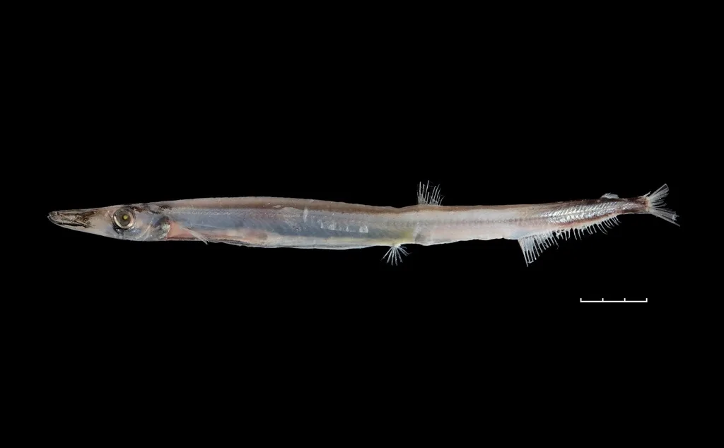 Y-patched barracudina (Lestidium prolixum)