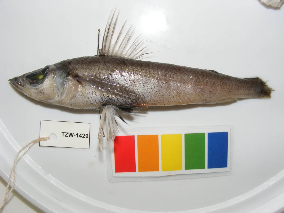 Spotted greeneye (Chlorophthalmus punctatus)