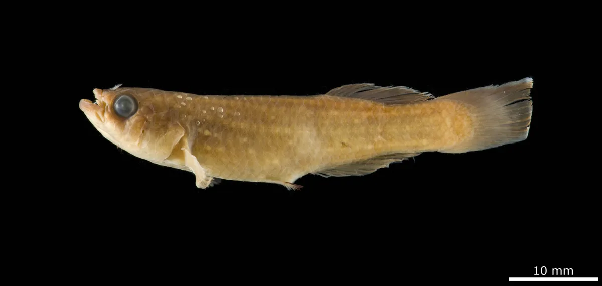 Fundulopanchax clauseni