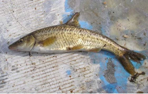 管臀魚（Aulopyge huegelii）